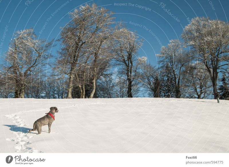 trace... Landscape Sky Winter Ice Frost Snow trees Meadow Hill Mountain Dog 1 Animal Observe To enjoy Playing Romp Cold Blue Brown White Brave Love of animals