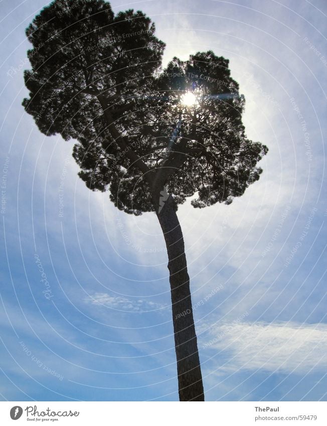 Radiant tree Tree Large Clouds Light Exterior shot Back-light Nature Sky Blue Sun Tree trunk Joy Shadow Beam of light Aura