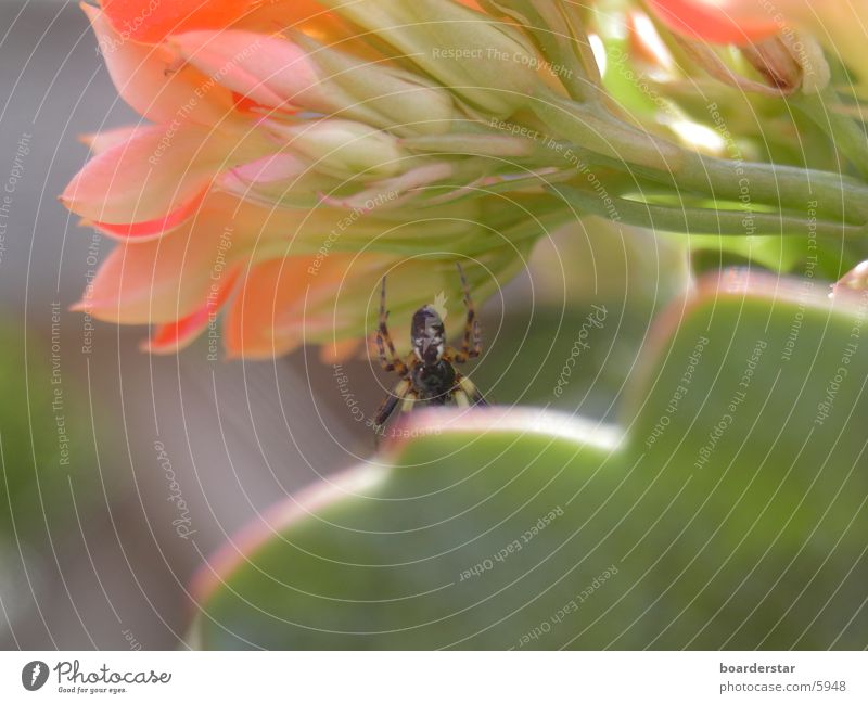 Spider Man Flower Transport Close-up Sun