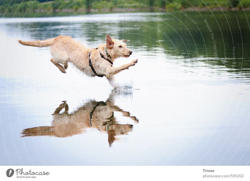 watercourse Animal Water Pet Dog 1 Running Jump Athletic Wild Blue Brown Green Joy Bravery Self-confident Cool (slang) Success Power Esthetic Movement