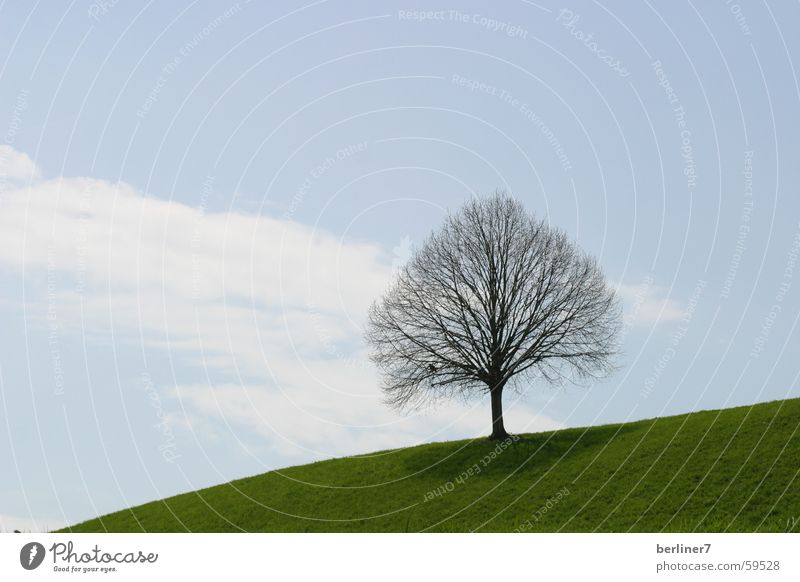 leafless tree in spring Tree Hill Meadow Grass Clouds Green Spring Branch Sky Blue