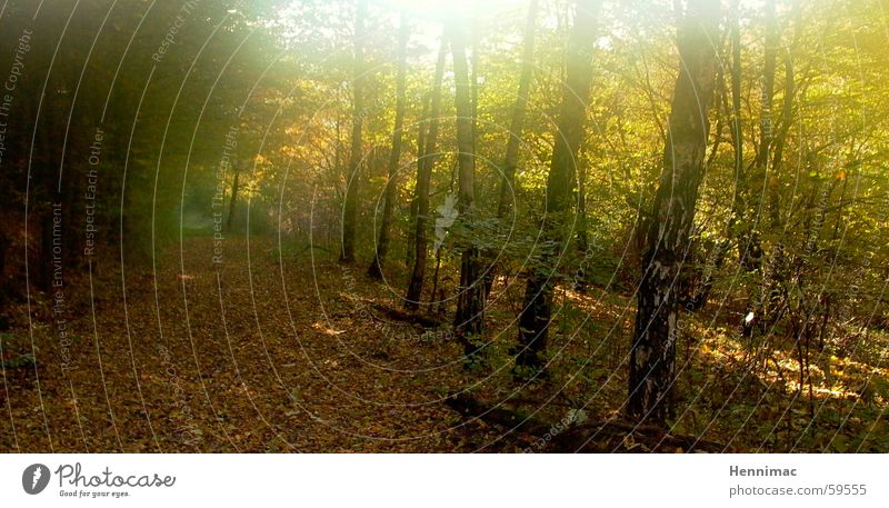 Gold forest. Autumn Leaf Forest Sun Lanes & trails Multicoloured Perspective Tree Light Morning Fresh Unclear Progress Radiation Evening Air Odor Fragrance Cold
