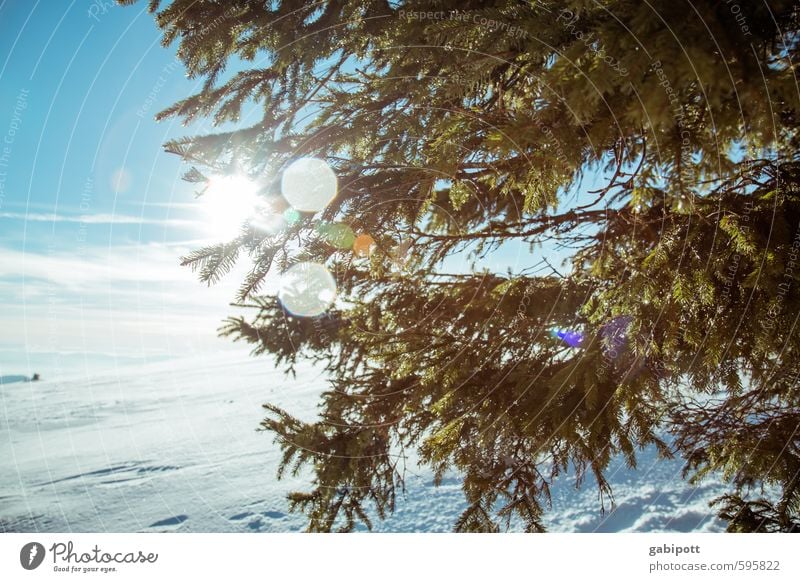 weather | winter review Environment Landscape Sky Cloudless sky Sun Winter Weather Beautiful weather Ice Frost Snow Plant Tree Fir tree Fir branch