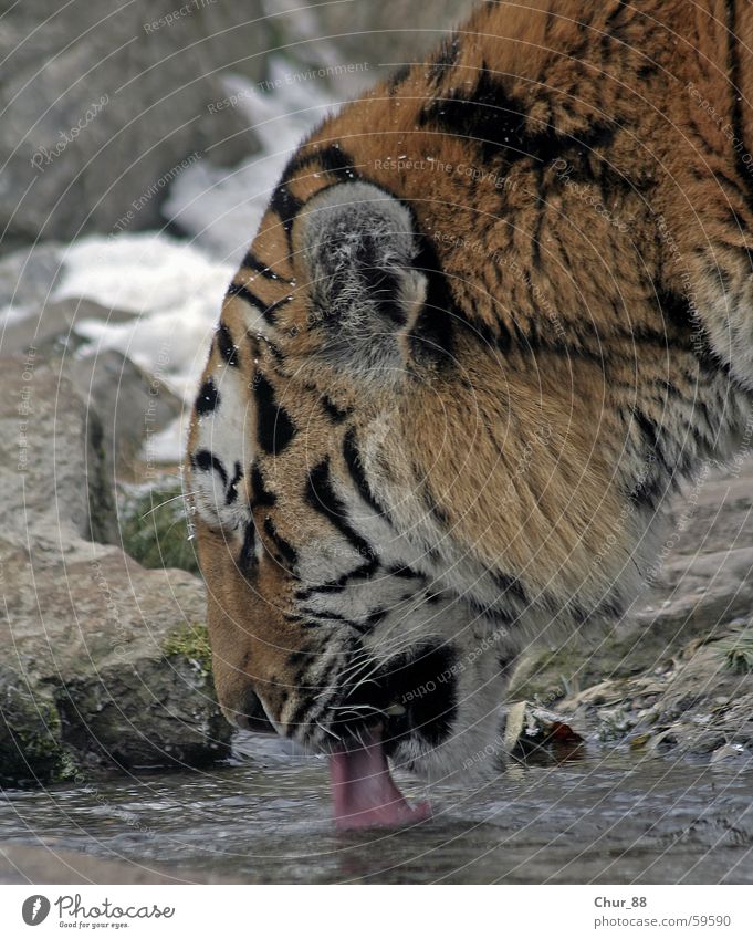 quench thirst Tiger Animal Black White Pink Gray Drinking Orange Tongue Ear Water Stone Snow