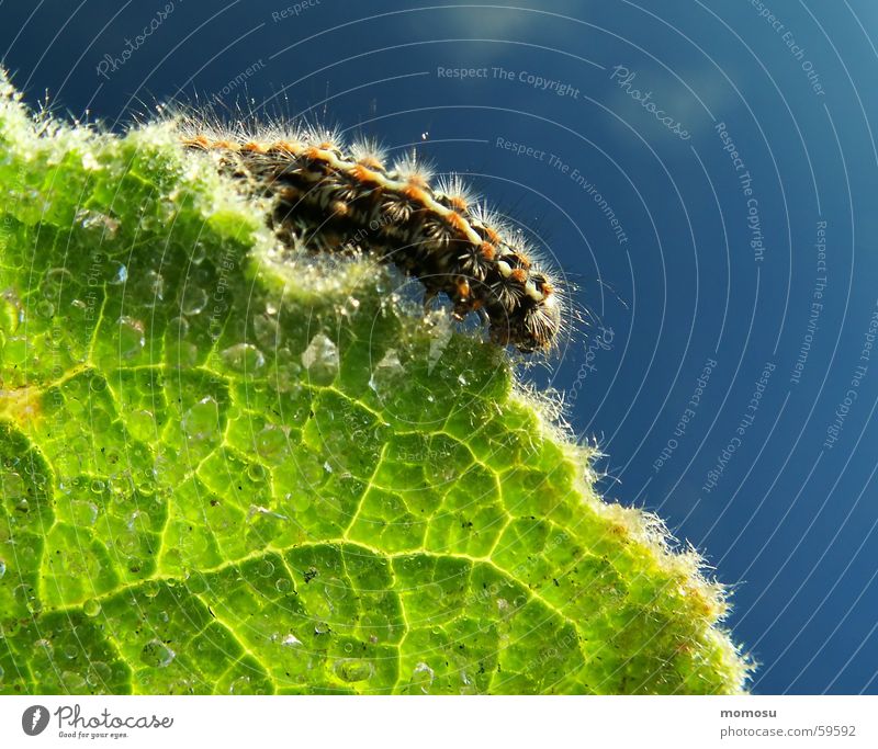 at the edge of the sheet Leaf Edge Insect Tiny hair Light Sunrise Spring Caterpillar veining Drops of water Rope