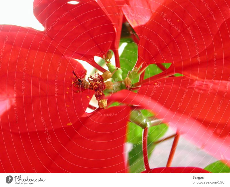 red flower Nature Macro (Extreme close-up)