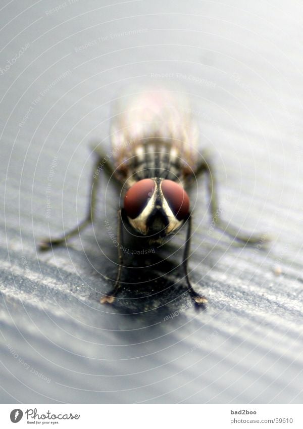 fly takes a break Insect Rest Animal Macro (Extreme close-up) Compound eye Fly Wing Sit Wait Eyes face Legs
