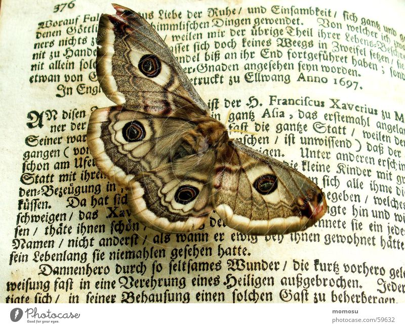 well-read Giant peacock moth Butterfly Book Letters (alphabet) Ancient Reading Characters Old