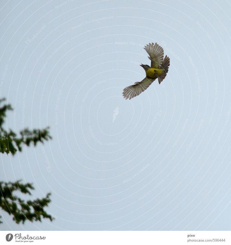 First 2014 approach. Elegant Summer Nature Animal Air Sky Cloudless sky Brazil South America Bird Sulphur Flycatcher Rotate Catch Flying Small Speed Blue Yellow