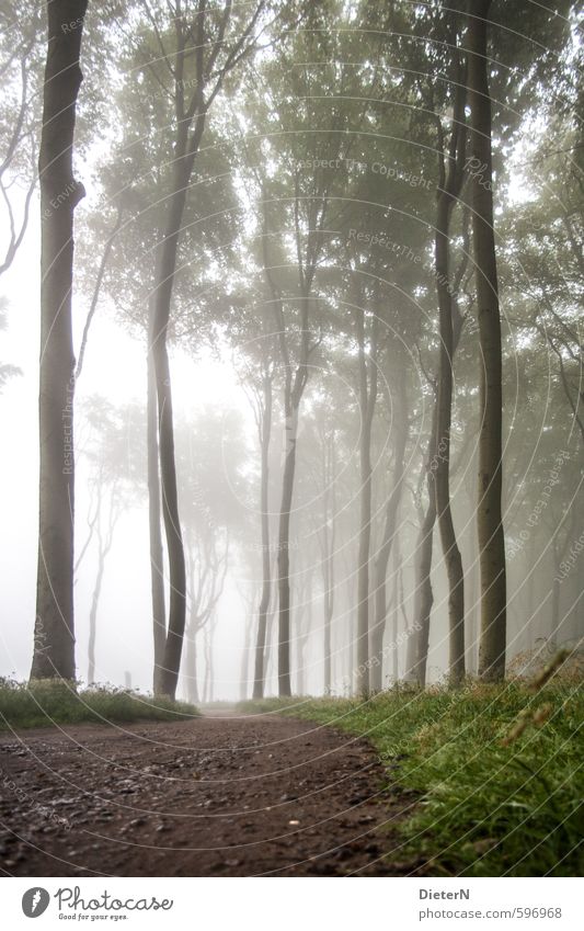 Ways II Landscape Air Summer Bad weather Fog Tree Grass Forest Coast Baltic Sea Brown Green White Ghost forest Leaf canopy Lanes & trails Colour photo