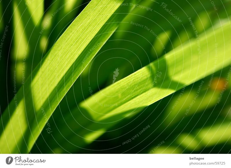 ...so green Green Meadow Grass Blade of grass Light Lamp Energy industry Structures and shapes Exterior shot