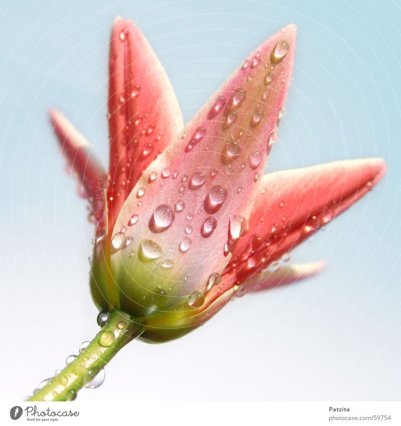 Tulip In The Rain Flower A Royalty Free Stock Photo From Photocase