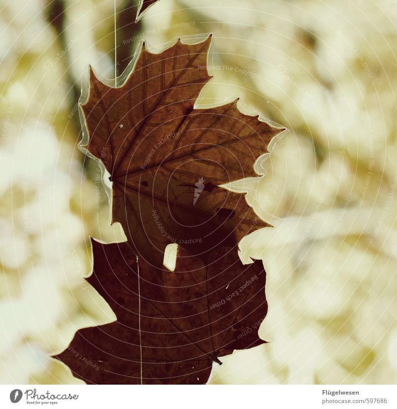 Preserving the autumn Environment Nature Landscape Plant Animal Elements Autumn Climate Leaf Foliage plant Hang Fatigue Autumnal Autumn leaves Autumnal colours