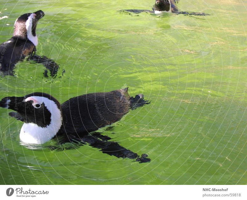only flying is better Penguin Bird Summer Water