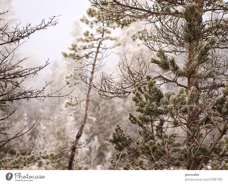 father frost Landscape Elements Winter Ice Frost Tree Forest Bog Marsh Beautiful Moody To console Colour photo Subdued colour Exterior shot