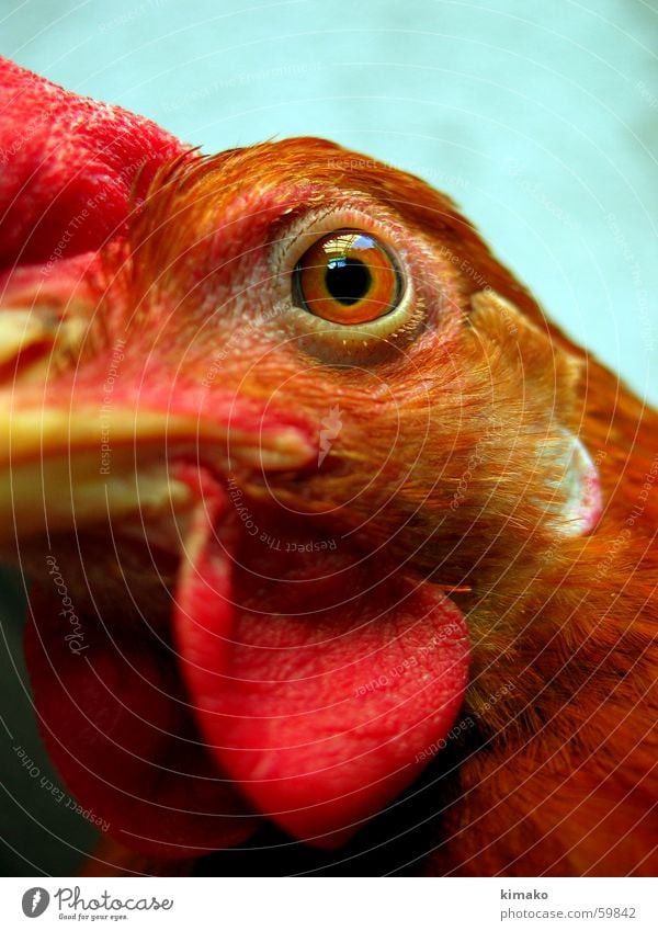 My chicken friend 3 Barn fowl Red Bird Eyes eye