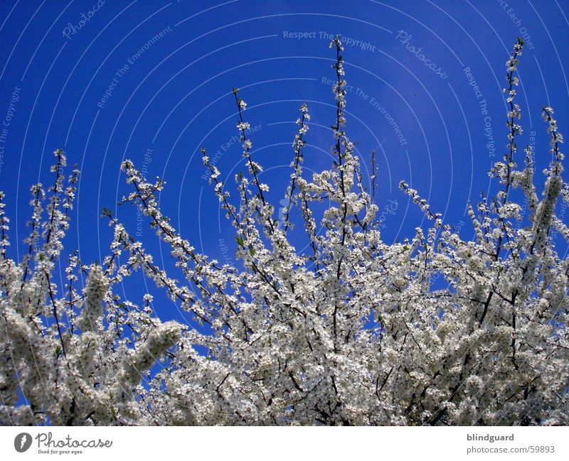 flower dream Blossom Spring Azure blue Jump Sky Blue Branch