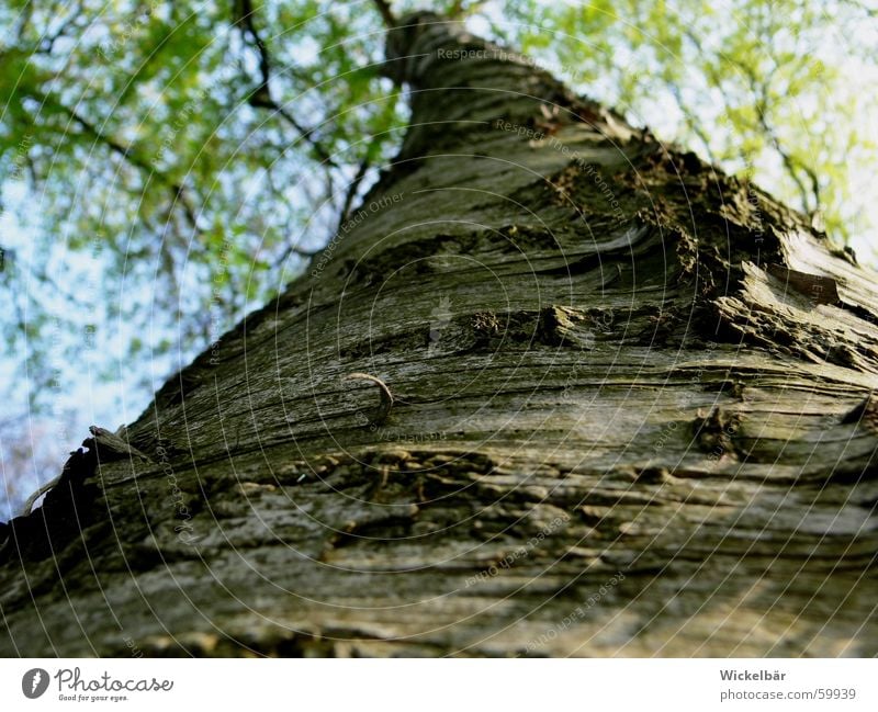 Beetle perspective - the way is still long Tree Tree bark Spring Forest Wood Tall Nature