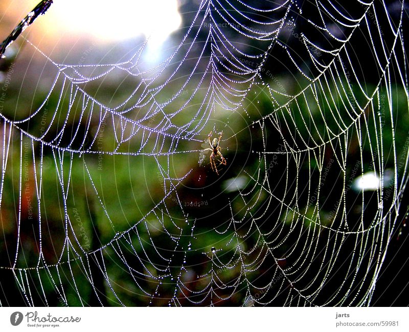 In the morning dew Spider's web Drops of water Sunrise Meadow Morning Fear Panic Might Rope Dew Nature jarts