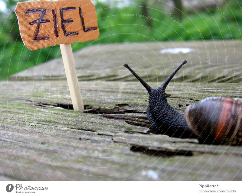 a snail... Slowly Small Wood Go under Match Green Snail Target Bench Success Signs and labeling Nature Pride Lanes & trails Search