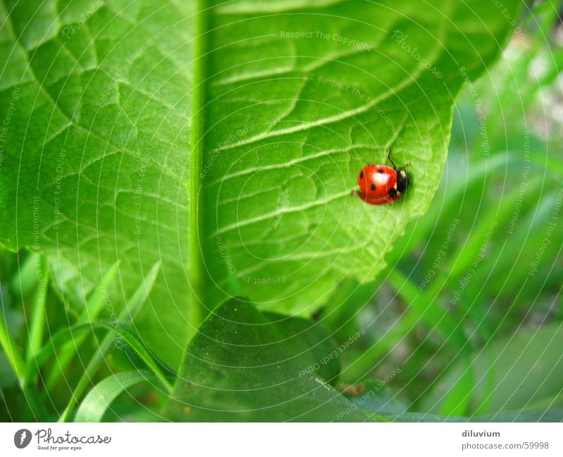 underside of a sheet Green Red Black Ladybird Leaf Grass Stalk Vessel Point
