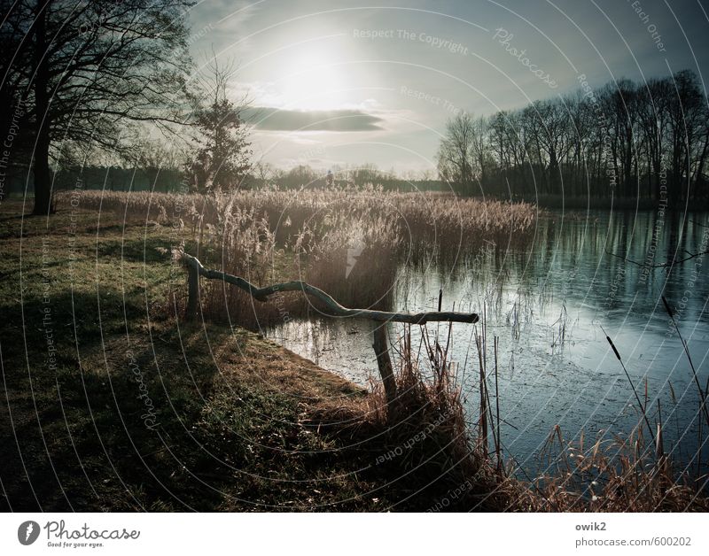 light barrier Environment Nature Landscape Plant Sky Clouds Horizon Climate Weather Beautiful weather Tree Grass Bushes Twigs and branches Lakeside Illuminate