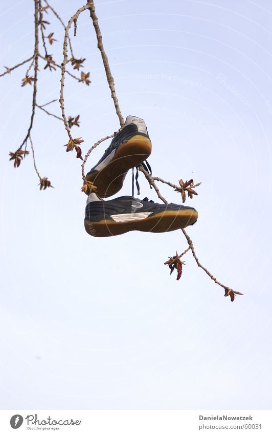 tree shoes Sneakers Footwear Tree Hang Air hung Branch Sky