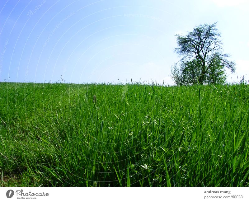 Lone Tree 01 Loneliness Field Grass Meadow Sky alone lonely