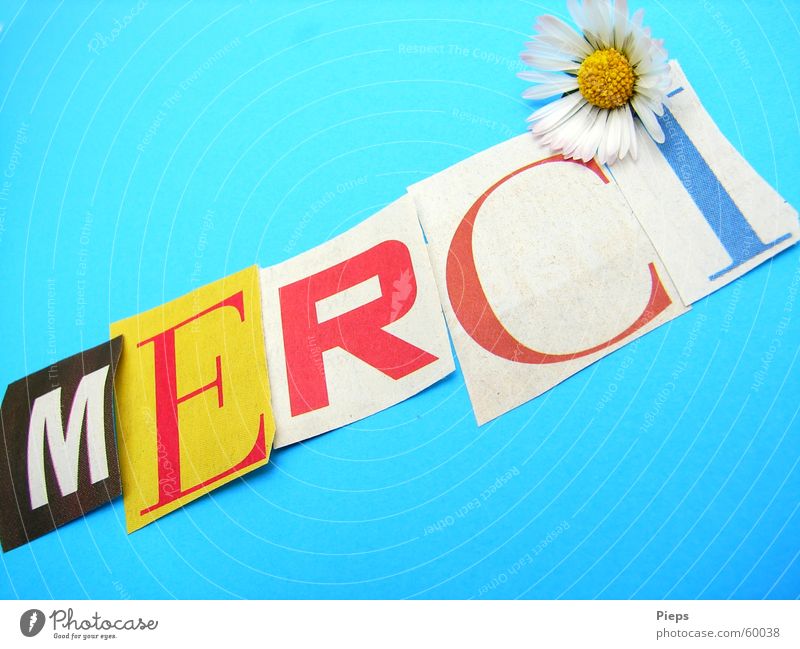 MERCI in cut out letters Colour photo Interior shot Joy Flower Paper Characters Grateful Communicate Thank you very much Daisy Letters (alphabet) Gratitude