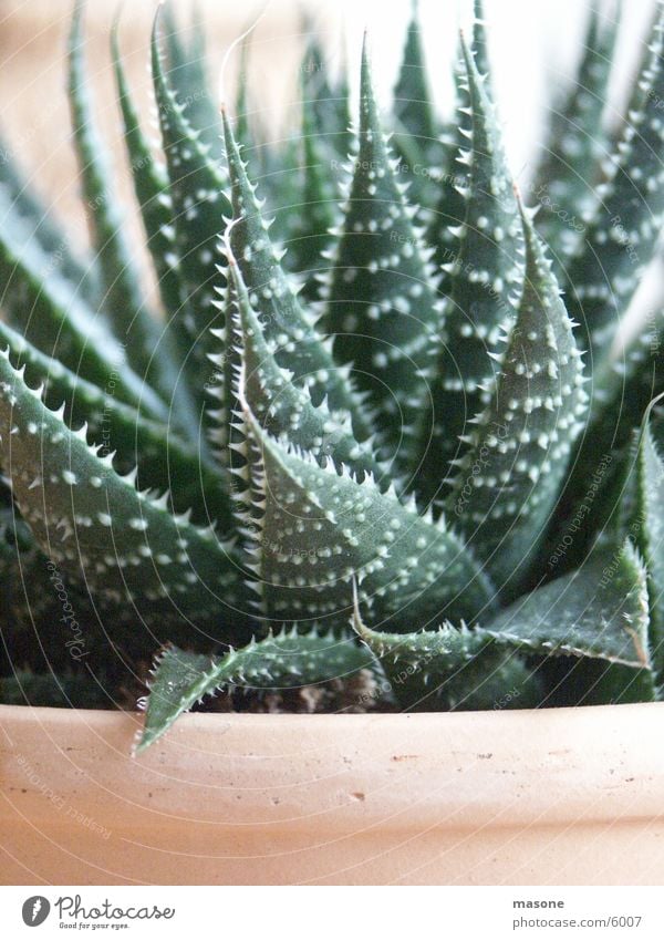 Cactus? Plant Pot Green Living or residing