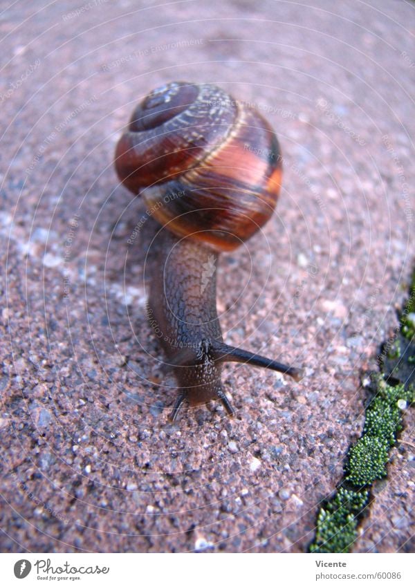 Gary Snail shell Seam Feeler Tentacle Tracks Mucus Blur Slowly In transit case composite paving ""stielauge"" Paving stone