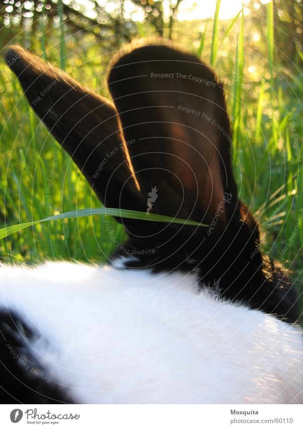 a hare sat in the deep grass... Summer Nature Grass Pet Green Black White Hare & Rabbit & Bunny Dappled Two-tone Blade of grass Mammal bred rabbits
