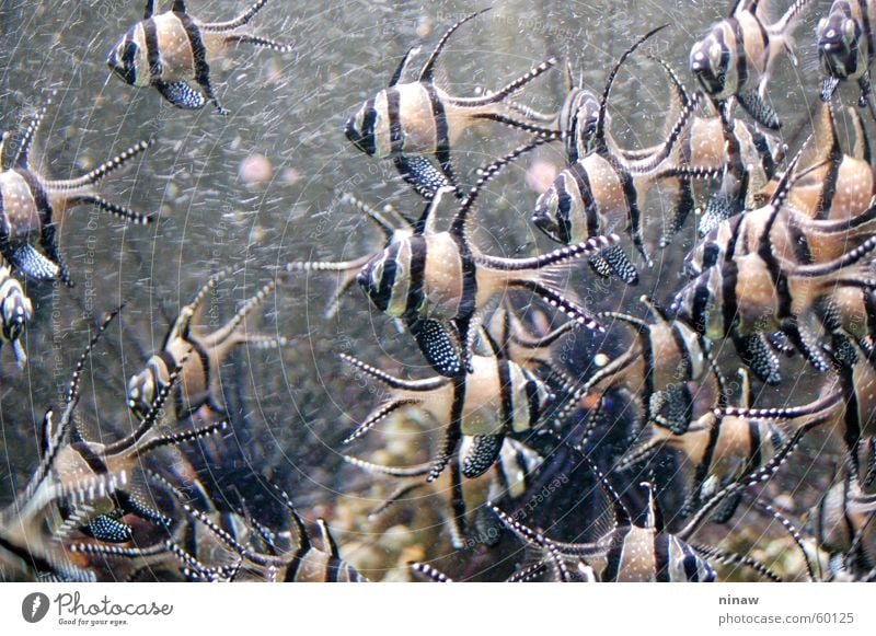 havoc Aquarium Animal Chaos Stripe Striped Muddled Fish Flock Museum Duesseldorf Point