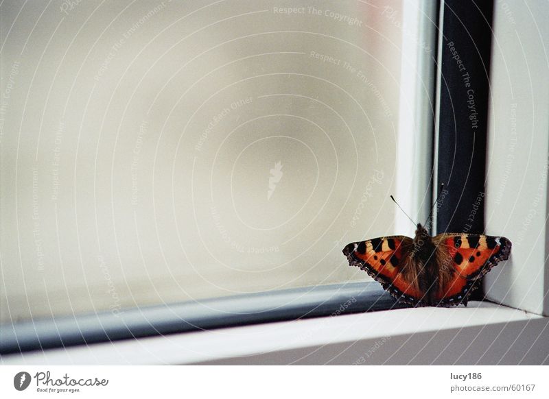 At the window Butterfly Window Window frame Red Yellow Feeler Black Red admiral Calm Loneliness Macro (Extreme close-up) Corner Frame Orange Patch