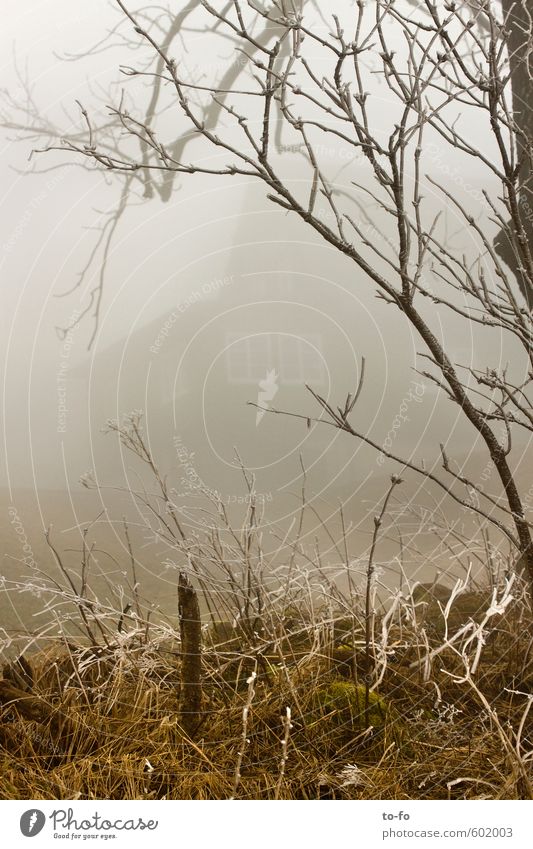 House in the fog Environment Landscape Spring Winter Weather Fog Plant Grass Bushes Moss Meadow Forest Cold Observe covert Bleak Colour photo Subdued colour