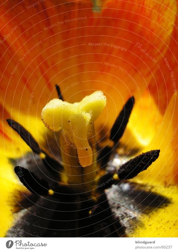 Red-Yellow-Black Tulip Flower Macro (Extreme close-up) Spring Jump Summer Garden Park Pistil Close-up Seed Blossoming black