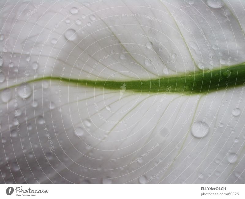 Drops on White Blossom Green Vessel Soft Houseplant Pure Macro (Extreme close-up) Close-up Drops of water Rain Water