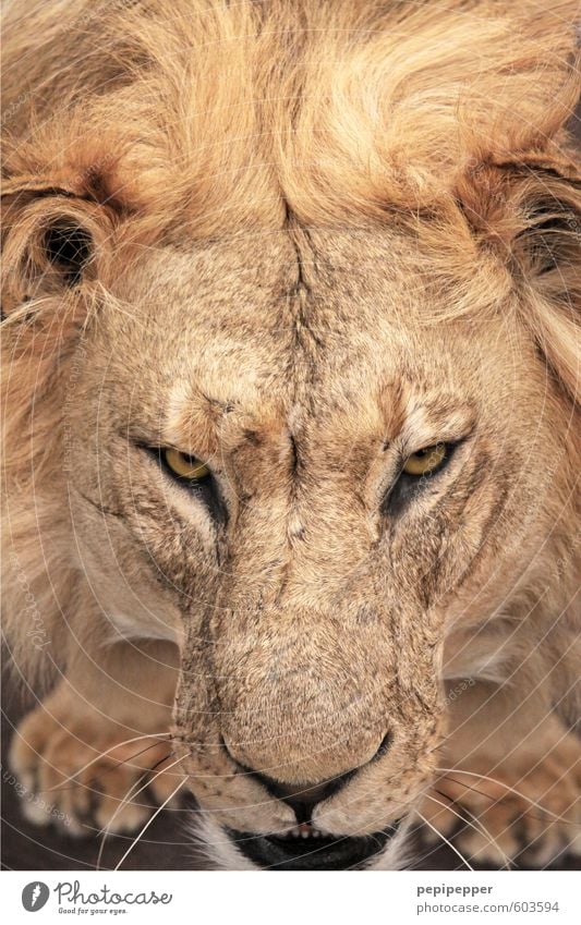 beautiful hair Animal Wild animal Cat Animal face Paw Lion Lion's mane 1 Aggression Old Esthetic Threat Blonde Cool (slang) Muscular Yellow Gold Power Grouchy