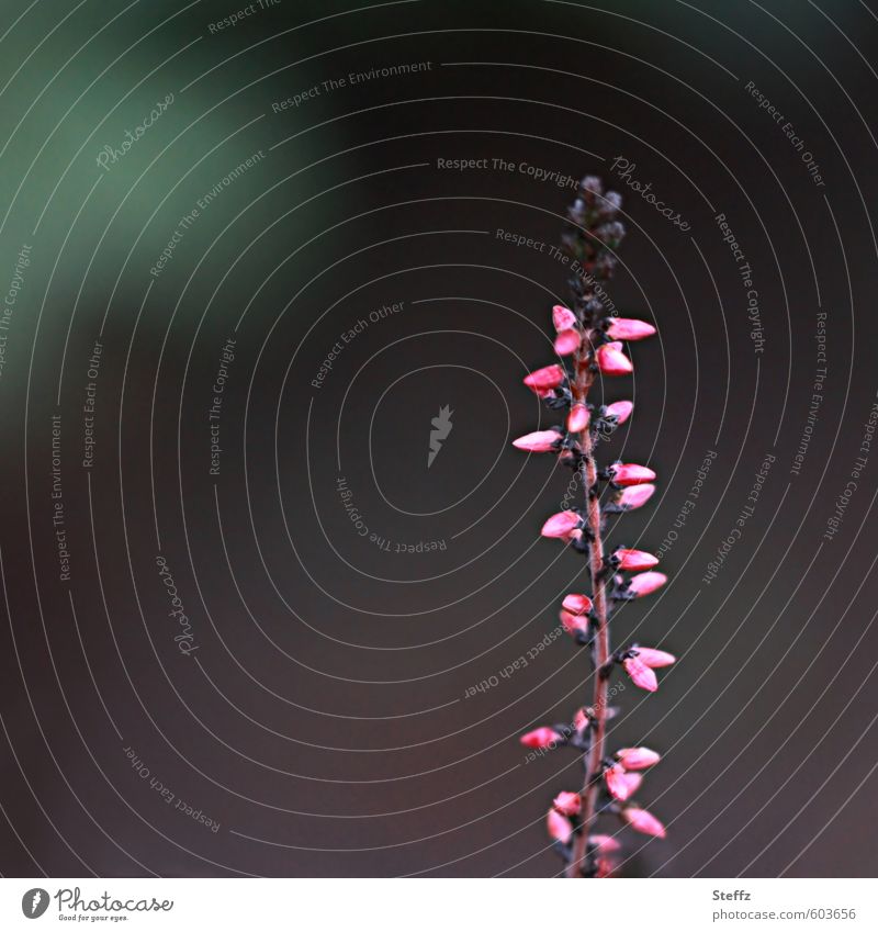 flowering erica Ornamental Heather Heathland ornamental shrub Nordic Nordic romanticism Uniqueness Domestic Loneliness grey-green blossom Romance green-grey