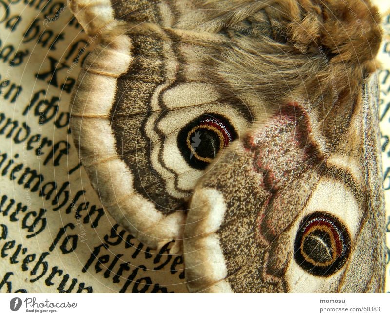 detail Giant peacock moth Butterfly Book Letters (alphabet) Reading Erudite Detail Characters Old