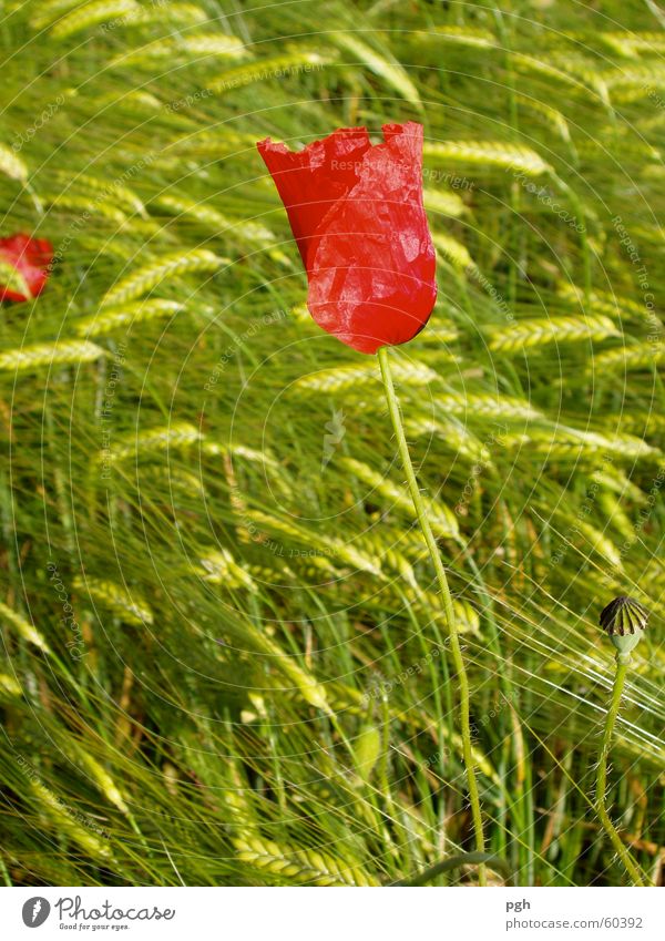 Poppy flower in wheat field Flower Wheatfield Green Red Meadow Delicate Wind