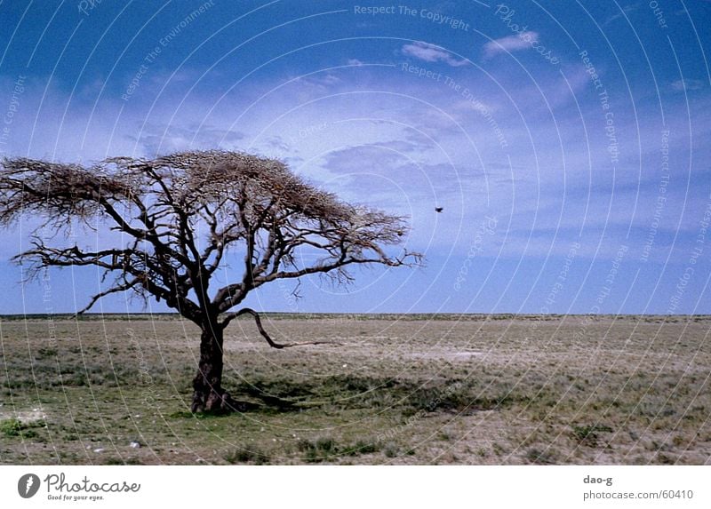 tree with bird Tree Savannah Steppe Horizon Far-off places Flat Namibia Africa Clouds Bird Desert Level Sky