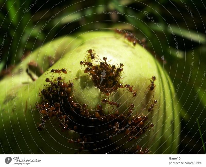 Ants paradise Green Meadow Decompose Putrefy Horror Helpless Broken Insect ants Apple rot Nutrition Delivered Dominant