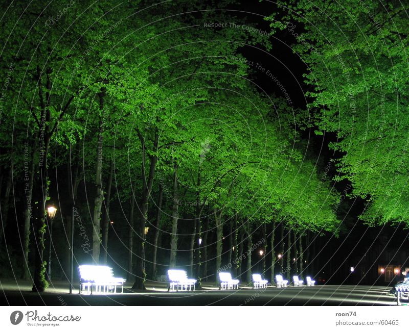 neon benches Hofgarten Neon bank Neon light Tree Night Green Duesseldorf Nature