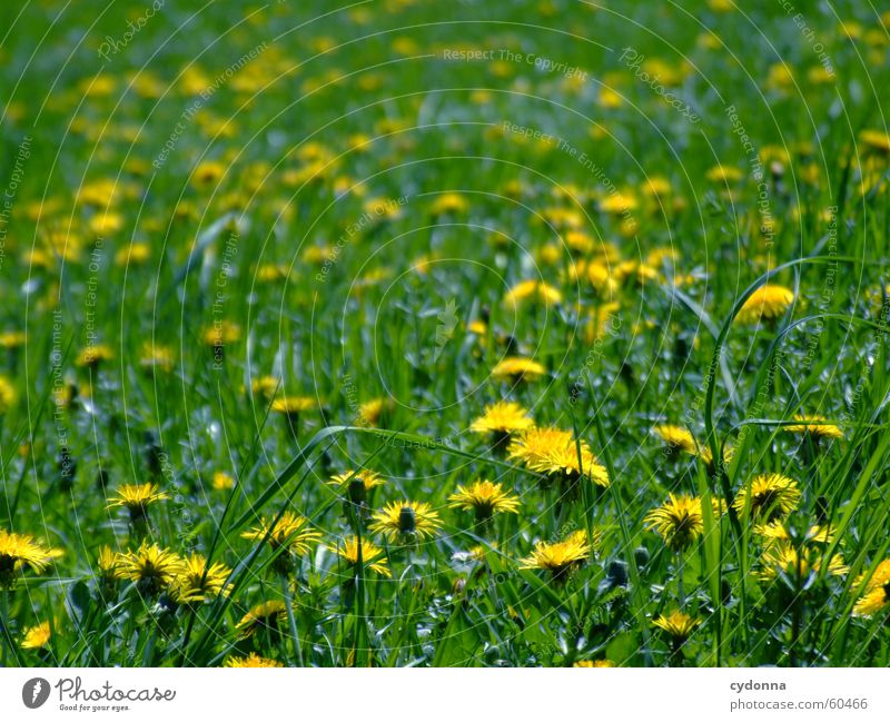 spring meadow Spring Meadow Flower Blossom Dandelion Yellow Green Blur Lawn for sunbathing Sun Joy Detail