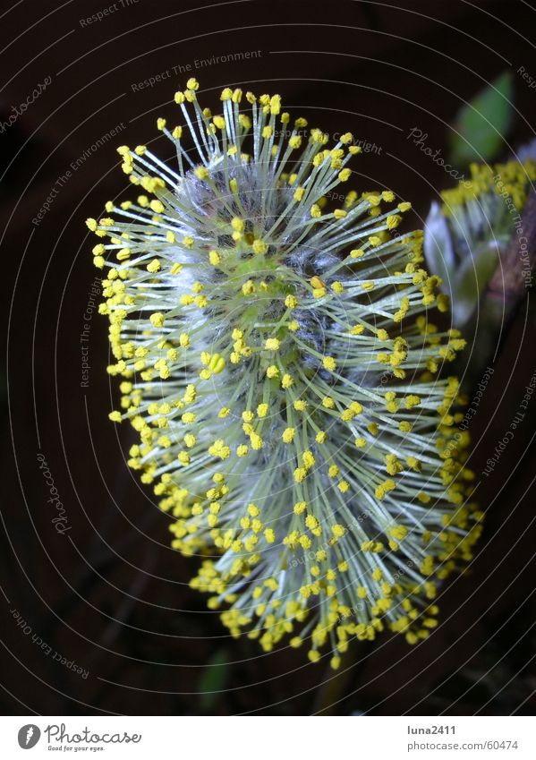 Spring is coming ... Bouquet Catkin Blossom Blossoming Yellow Stamen Soft Physics Pasture Bud Pollen Nectar Warmth Sun