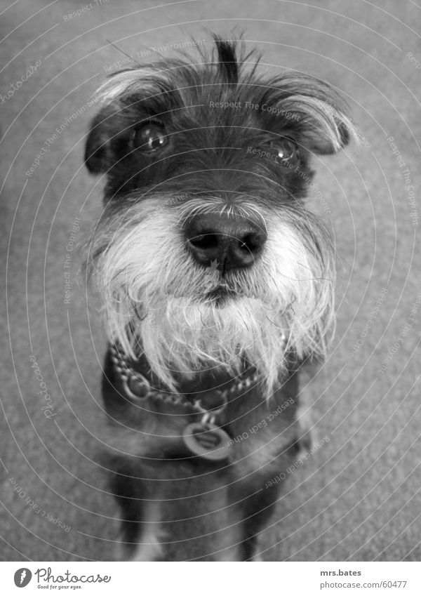 rudi Dog schnauzer Black & white photo