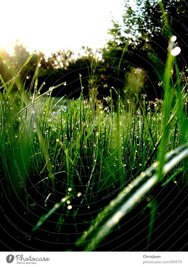 morning dew Grass Dew Relaxation Dangle Calm Blade of grass Meadow Stand Vertical Morning Sunrise Love of nature Green Sunbeam Light Background picture Tree