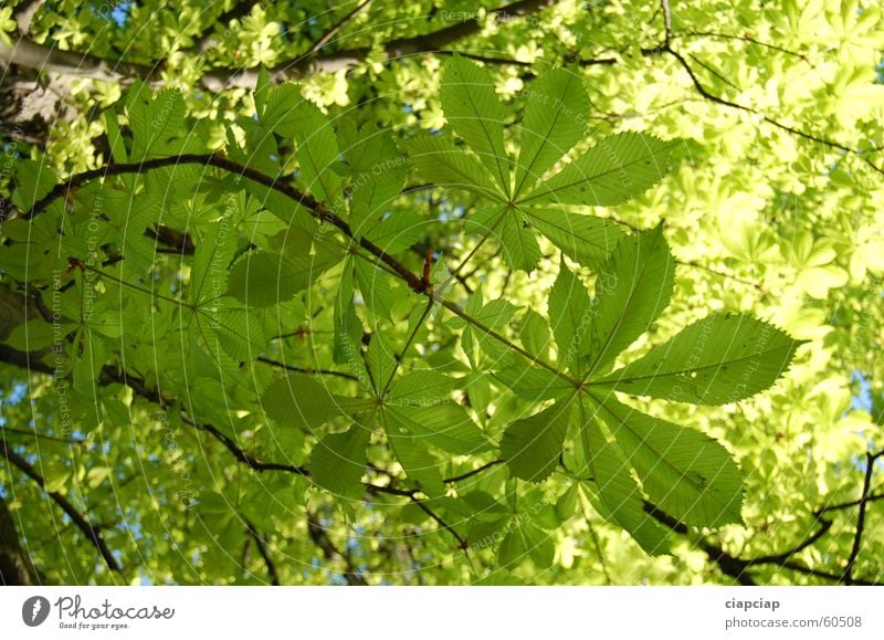 leafs Leaf Green Bilious green Park Tree chestnut castor li&#347 &#263 Chestnut tree