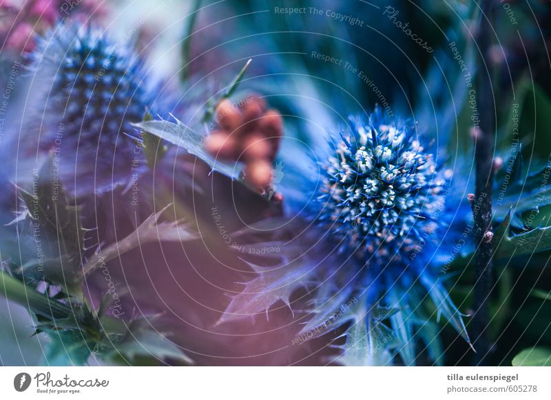 blue Nature Plant Flower Leaf Foliage plant Bouquet Natural Dry Blue Exotic Thistle Thistle rose Thistle blossom Thorny Colour Beautiful Verdant Biological